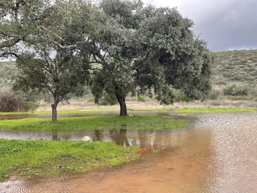 Deux arbres entourés d'eaux
