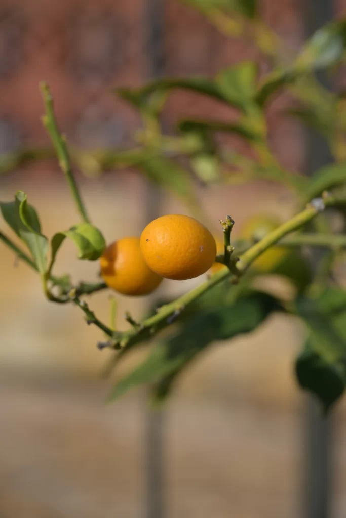 Gros plans ur deux fruits