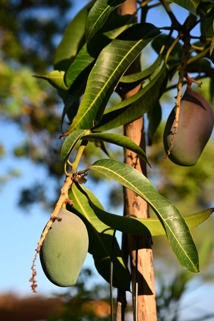 Gros plan sur des mangues
